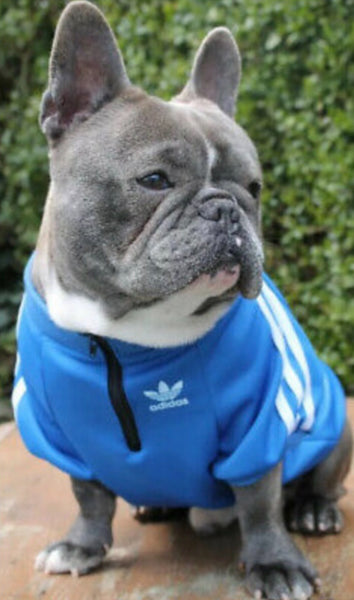 Inspiré d’Adidas le classique pour chiens et chats, Adidas Inspired the classic for dogs and cats