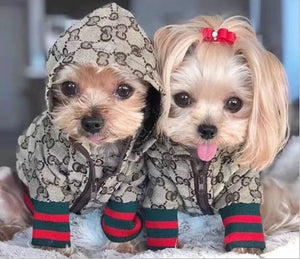 Veste à capuche inspiré de Gucci pour chiens et chats, jacket with hood Gucci inspired for dogs and cats