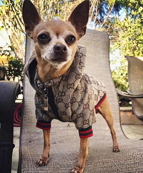 Veste à capuche inspiré de Gucci pour chiens et chats, jacket with hood Gucci inspired for dogs and cats